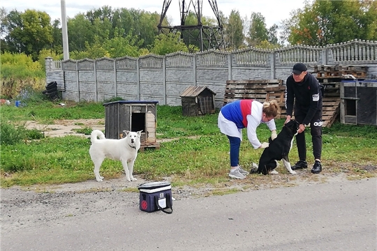 Волонтеры совместно с ветеринарами начали акцию по стерилизации бездомных собак