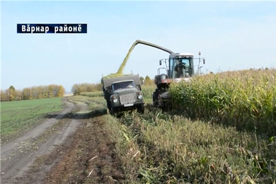 СХПК "Янгорчино" уборка кукурузы