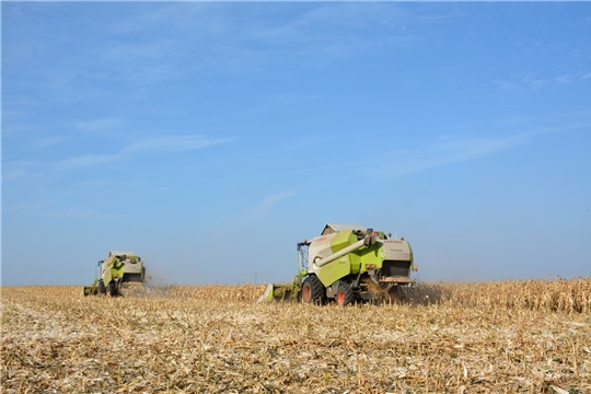 В Вурнарском районе активными темпами убирают кукурузу на зерно