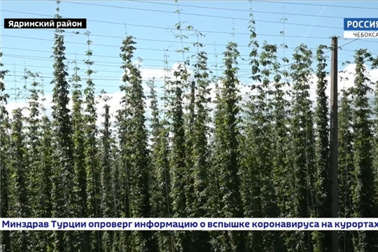 ГТРК Чувашия. В Чувашии расширяют площади под "зеленое золото"