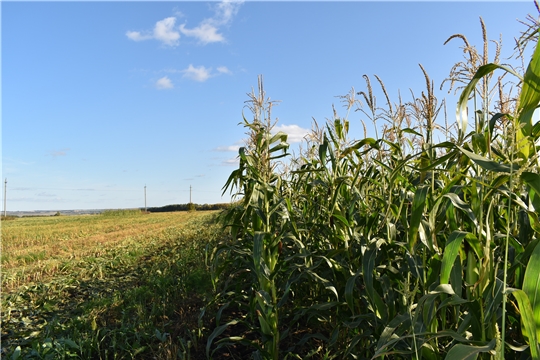 На полях Ядринского района идет уборка кукурузы