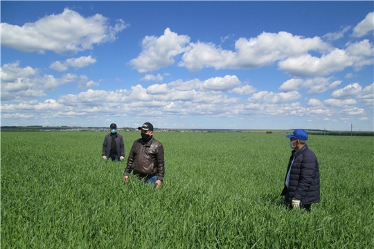 В хозяйствах Яльчикском района начались комиссионные смотры качества проведенных весенних полевых работ «Весна-2020»