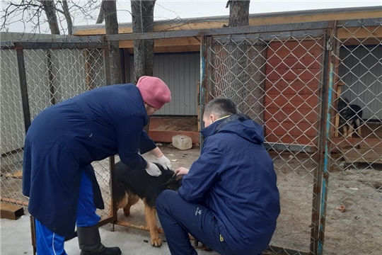 В Янтиковском районе началась плановая вакцинация против бешенства