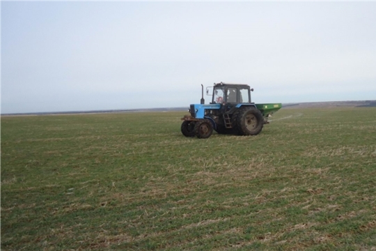 На полях Янтиковского района продолжаются работы по подкормке озимых зерновых культур и многолетних трав