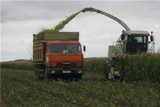 О ходе уборки кукурузы на силос в АО «Фирма Акконд – агро»