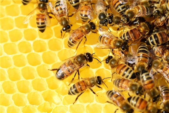 Информация для владельцев пасек о необходимости исключения вылета пчёл при обработке сельскохозяйственных культур пестицидами