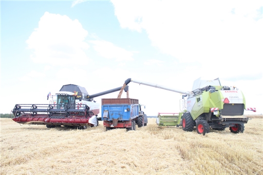 Аграрии Цивильского района приступили к уборке зерновых культур