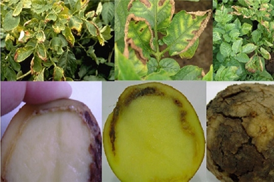 Специалисты Россельхозцентра рекомендуют проводить клубневый анализ картофеля