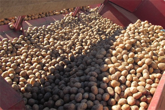 В хозяйствах Цивильского района продолжается уборка картофеля
