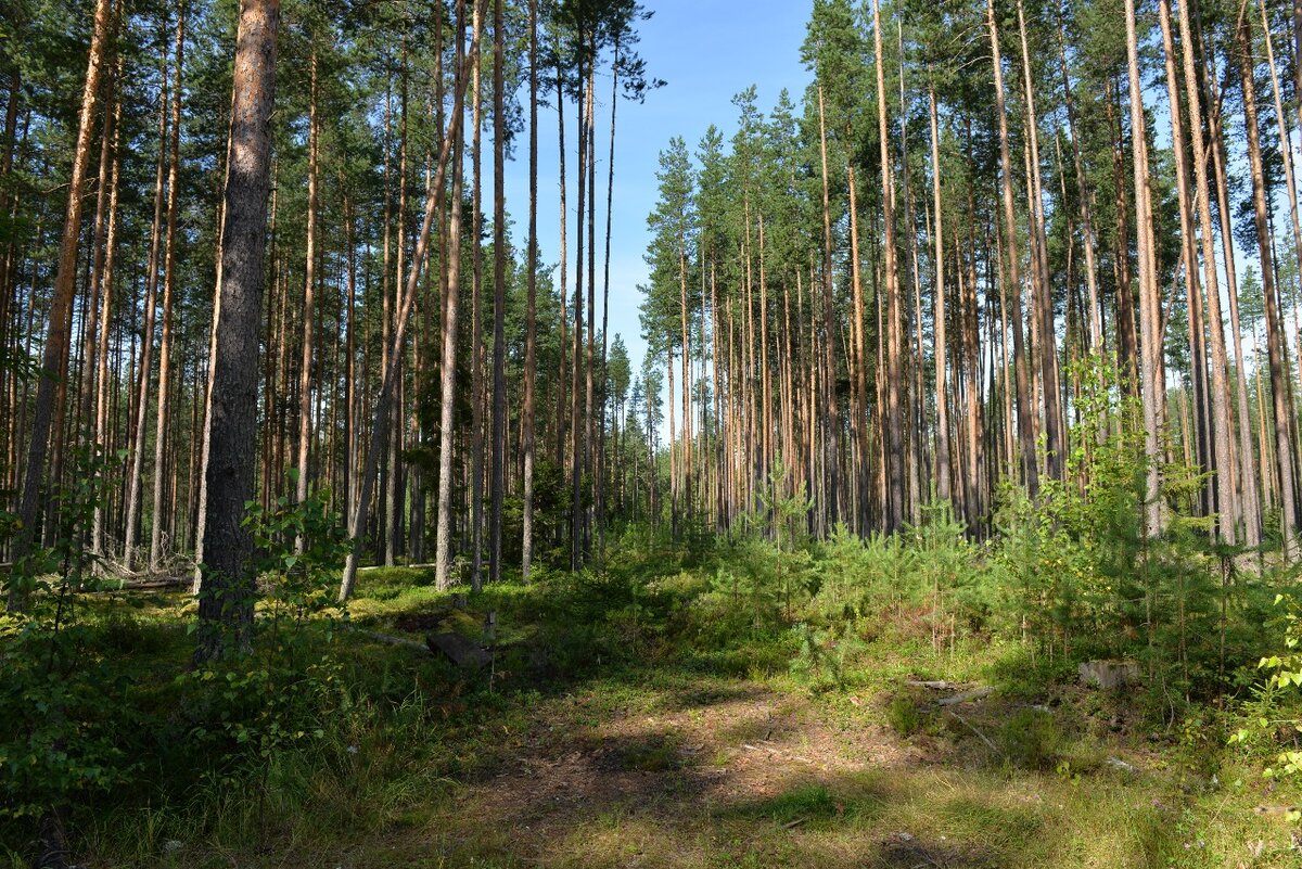 Лесной участок лесного фонда