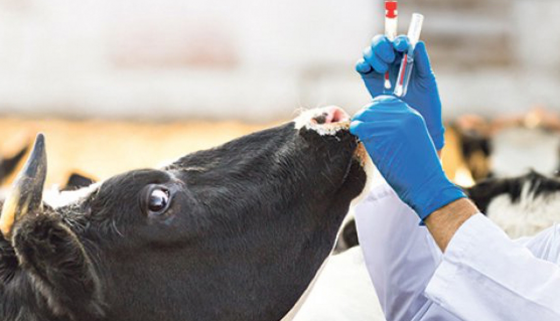 Ветеринарная грибоедова. Антибиотики в животноводстве. Ветеринария в животноводстве. Ветеринар с коровой. Ветеринария в сельском хозяйстве.