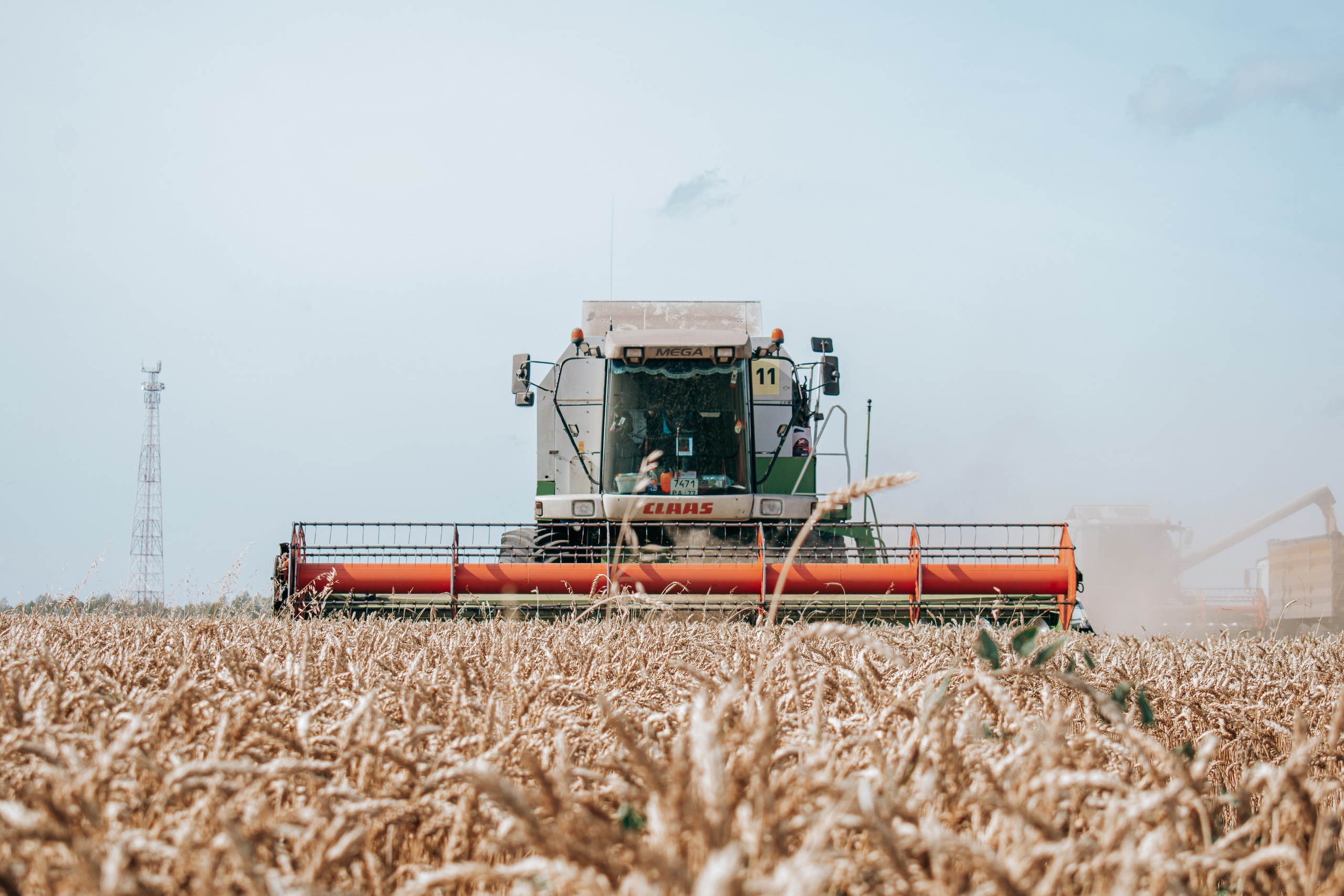 В сентябре был собран рекордный урожай. Чувашия сельское хозяйство Чувашия. Уборка зерновых. Урожай пшеницы. Урожай зерновых.